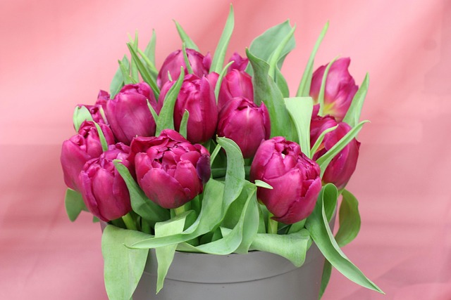 tulips, bouquet, purple, pink, flower wallpaper, spring, bloom, flowers, nature, color, holiday, postcard, congratulation, march 8, tulips, flower background, beautiful flowers, march 8, march 8, march 8, march 8, march 8